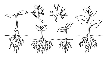 Growth and Root System: A detailed illustration of plant development, revealing the delicate progression from seedling to emerging sprout, focusing on the intricacies of root systems.
