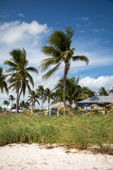 Obraz premium Beach with Palm Trees – Tropical Seaside Landscape