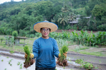 Farmers grow rice in terraced fields on hillsides during the rainy season, planting sanpatong 1 rice variety.