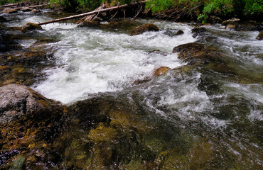 Fototapeta premium Altai mountain river Verkhniy Kulash, the right tributary of the Chulyshman.