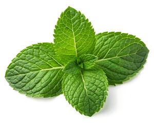 A close up shot of fresh green mint leaves with detailed veins on a white isolated background surface