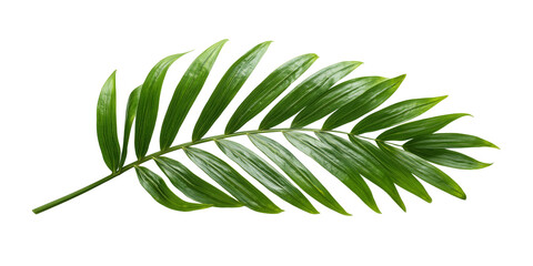 Green Palm Leaf Isolated on Transparent Background, PNG Format