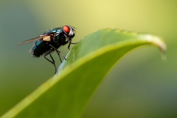 fly on leaf