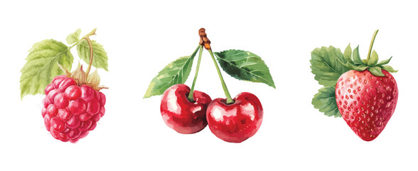 Red berries collection watercolor illustration isolated