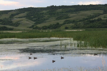 Mid Summer Scenery 