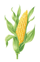 Obraz premium Corn on the cob watercolor illustration isolated