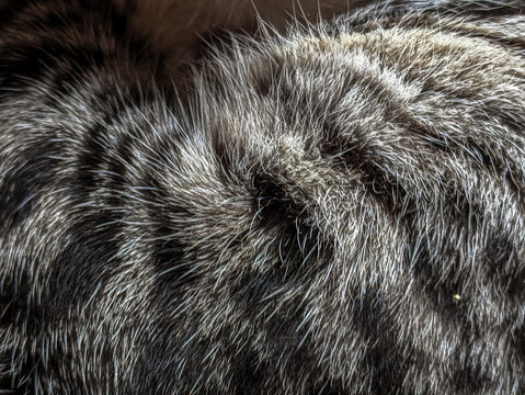 Close up of soft gray cat fur - Powered by Adobe