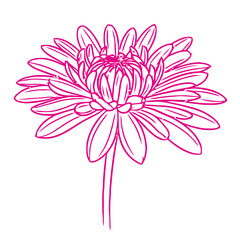 Delicate pink flower outline on white background with a thin stem
