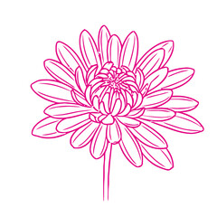 Fototapeta premium Elegant pink daisy flower outline on white background, botanical illustration style