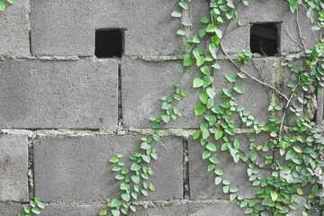 Cement fence wall and green vine plant growing on background