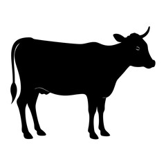 Black cow silhouette standing white animal