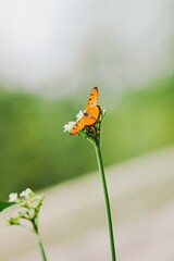 Butterfly pollinating flower nature scene close-up photography soft focus outdoor environment beauty of nature