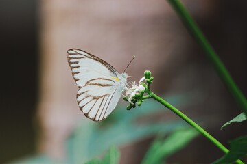Butterfly on flower nature close-up photography green environment macro view serenity and beauty