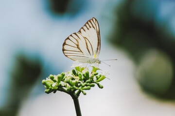 Butterfly flutters on green blossom nature photography outdoor serenity close-up perspective