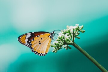 Captivating butterfly on flower natural habitat macro photography vibrant colors close-up perspective nature's beauty