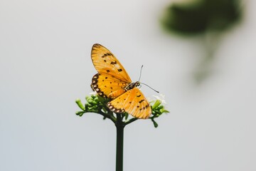 Butterfly resting on flower nature scene macro photography tranquil environment close-up view beauty of wildlife