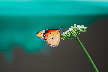 Butterfly landing on flower natural habitat nature photo close-up view macro photography for wildlife enthusiasts