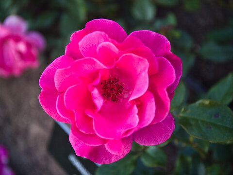 Vibrant Pink Rose in Full Bloom