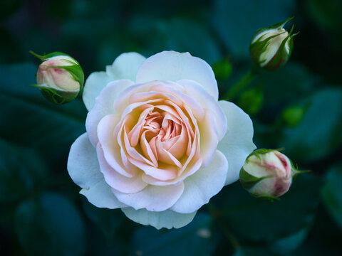 Elegant Cream Rose Surrounded by Buds