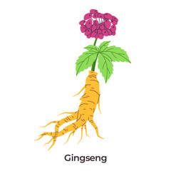 Ginseng medicinal plant gnarled yellow root green leaves a clean white background