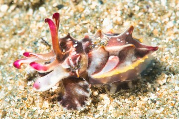 Paintpot Cuttlefish in the Suruga Bay, Shizuoka, Japan