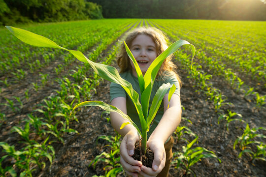 Child work in corn field. Kid in the countryside. Child farmer on field. Harvest season, work on corn farm. Child planting corn. Fun farmer. Child life. Happy little farmer. - Powered by Adobe