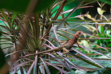 iguana on the tree