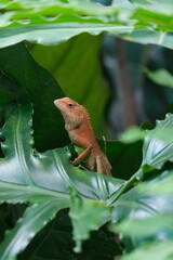 iguana on the tree