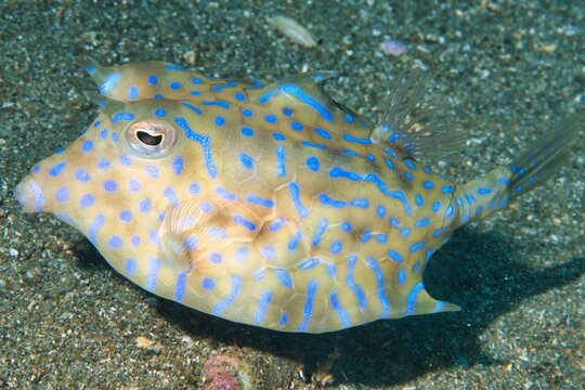 Thornback Cowfish in the Suruga Bay, Shizuoka, Japan