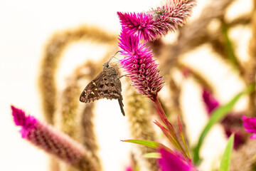 By feeding on the nectar of flowers, the beautiful butterfly pollinates the celosia flower,...