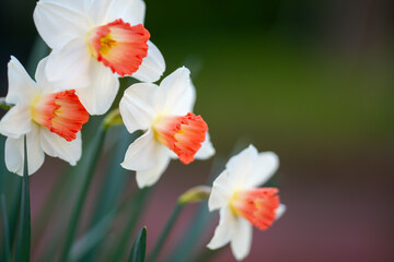Narcissus flower in spring. Spring narcissus blossoms. Narcissus flowers in a garden. Close-up of a blooming narcissus. Blossoms spring background. Yellow nature background.