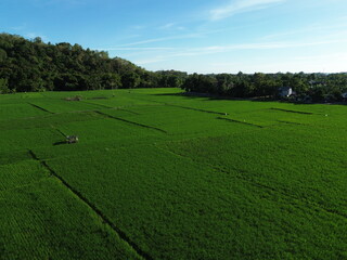Aerial View of Verdant Agricultural Fields With Pathways and Rural Huts