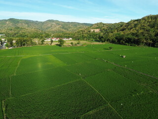 Obraz premium Aerial View of Verdant Agricultural Fields With Pathways and Rural Huts