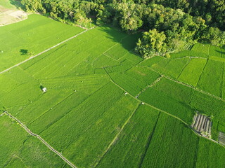 Aerial View of Verdant Agricultural Fields With Pathways and Rural Huts