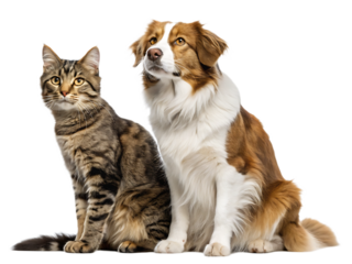 A tabby cat and a brown and white dog sitting next to each other looking up in a studio shot setting
