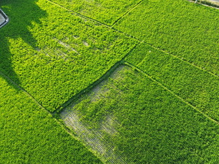Aerial View of Verdant Agricultural Fields With Pathways and Rural Huts