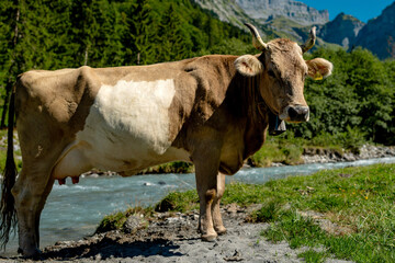 Dairy cows. Cow at meadow. Cattle in green field. Cow in grassy pasture. Cow in the countryside. Cows graze on summer meadow. Rural landscapes with cows. Cows in a pasture. Cattle cow grazing on