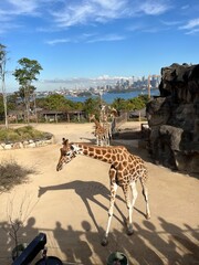 GiraffeTaronga Zoo in Sydney, Australia 2025