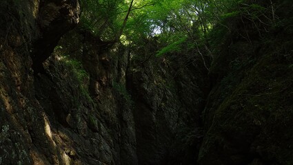 Obraz premium Sunlight filtering through dense forest canopy creating dappled light