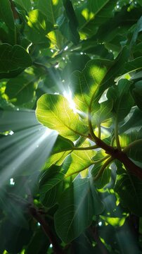 Sunlight beams shining through green fig tree leaves and branches, creating peaceful natural canopy with vibrant leaf colors