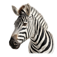 Fototapeta premium Close-up zebra head portrait