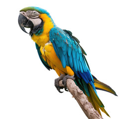 Fototapeta premium Vibrant macaw perched on branch