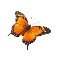 Fototapeta premium Orange butterfly in flight, detailed wings