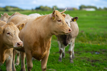Cow grazing in a green pasture. Herd of cattle in summer field. Alpine meadows with grazing cow. Farmland with cow livestock. Grassy fields filled with cow. Grazing bovine. Cattle ranch.