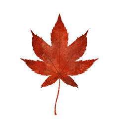 赤く紅葉したもみじの葉の秋イメージイラスト素材