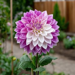 Close-up of a vibrant pink and white dahlia flower with dew droplets in a garden setting, showcasing lush green leaves and a blurred background of a wooden fence and other plants