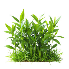 Fototapeta premium Lush green foliage cluster, atop a bed of grass, against a plain white background