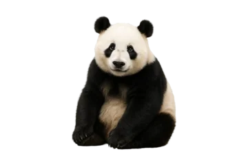 Gordijnen Panda Cute giant panda sitting on transparent background, Perfect for wildlife concepts, conservation themes, children’s content. Isolated animal with clean minimal backdrop, transparent, clipping path  © MJ iceberg
