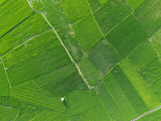 Aerial View of Vibrant Agricultural Fields with Patterns and Walkways