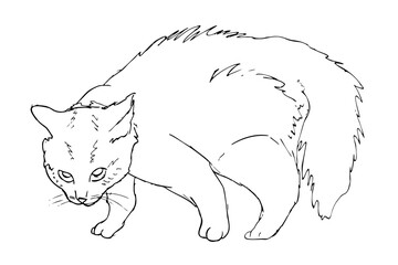 Hand-drawn sketch of an angry kitten